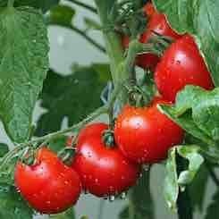 Pomidorų auginimas |Pomidorų priežiūra | Trąšos pomidorams
