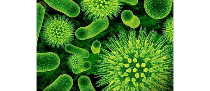 Apie naudingus mikroorganizmus