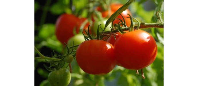 Pomidorų auginimas ir priežiūra